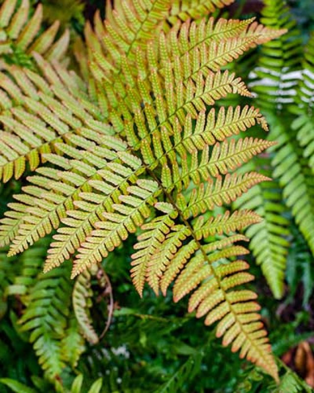 De 8 beste bladplanten voor een sfeervolle (schaduw)tuin