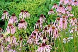 Echinacea pallida: bloemblaadjes die dansen in de wind
