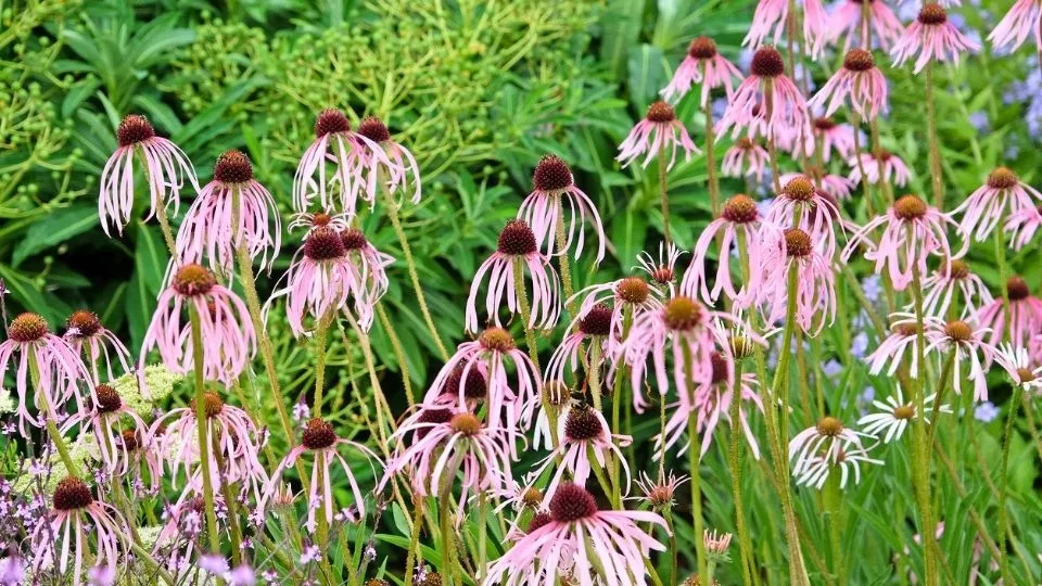 Afbeelding Echinacea pallida: bloemblaadjes die dansen in de wind