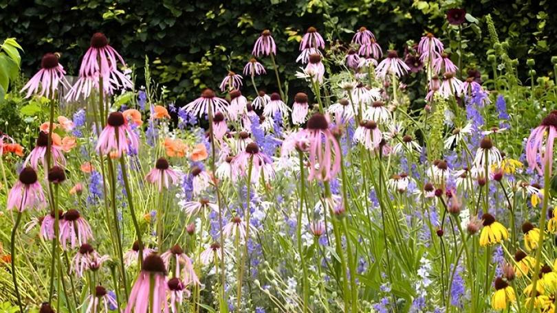  Echinacea pallida: bloemblaadjes die dansen in de wind