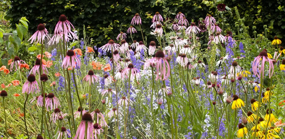 Afbeelding Zaad bestellen van Echinacea pallida