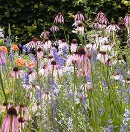 Zaad bestellen van Echinacea pallida