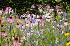 Zaad bestellen van Echinacea pallida