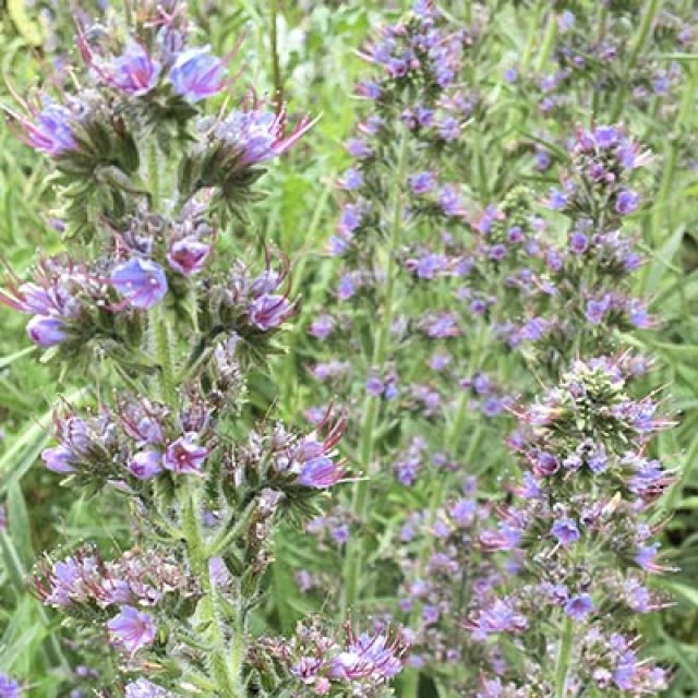 De beste insectenlokkers