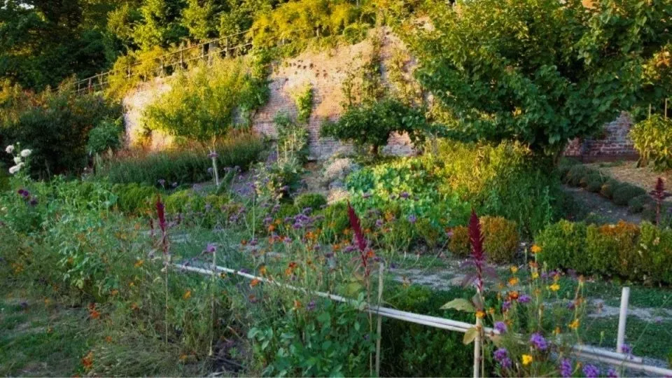 Afbeelding Zomer op kasteel Hex: droogteslim planten en een tweede teelt