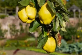 September op kasteel Hex: waarom tuinbaas Gust geen koelkast gebruikt om groenten te bewaren