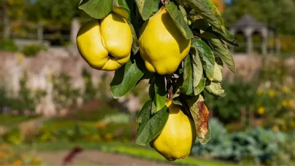 Afbeelding September op kasteel Hex: waarom tuinbaas Gust geen koelkast gebruikt om groenten te bewaren