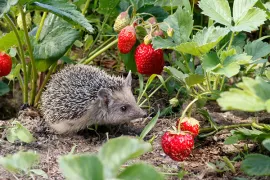 Maak je tuin eetbaar voor alles & iedereen