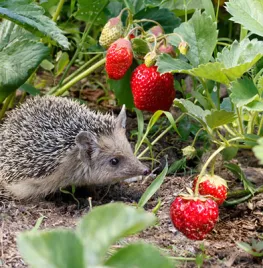 Maak je tuin eetbaar voor alles & iedereen