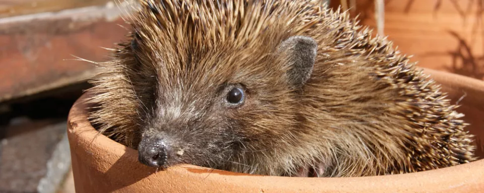 Afbeelding Egeltjes in de tuin?