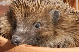 Egeltjes in de tuin?