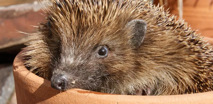 Egeltjes in de tuin?