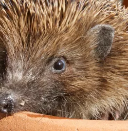 Egeltjes in de tuin?
