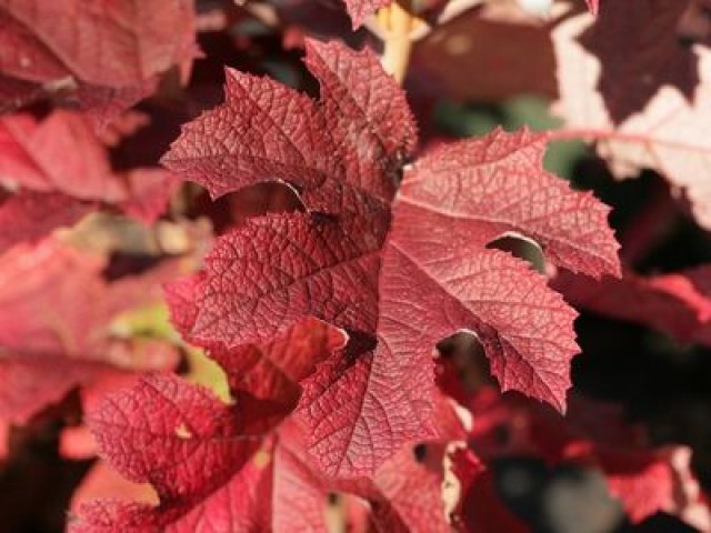 Herfstkleur in de tuin met deze 7 planten