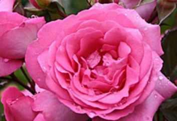 Lijst Excellence Rozen