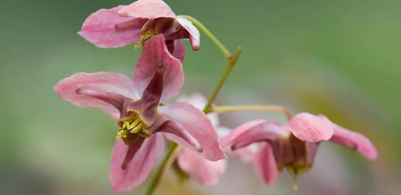 Epimedium grandiflorum ‘Rose Queen’