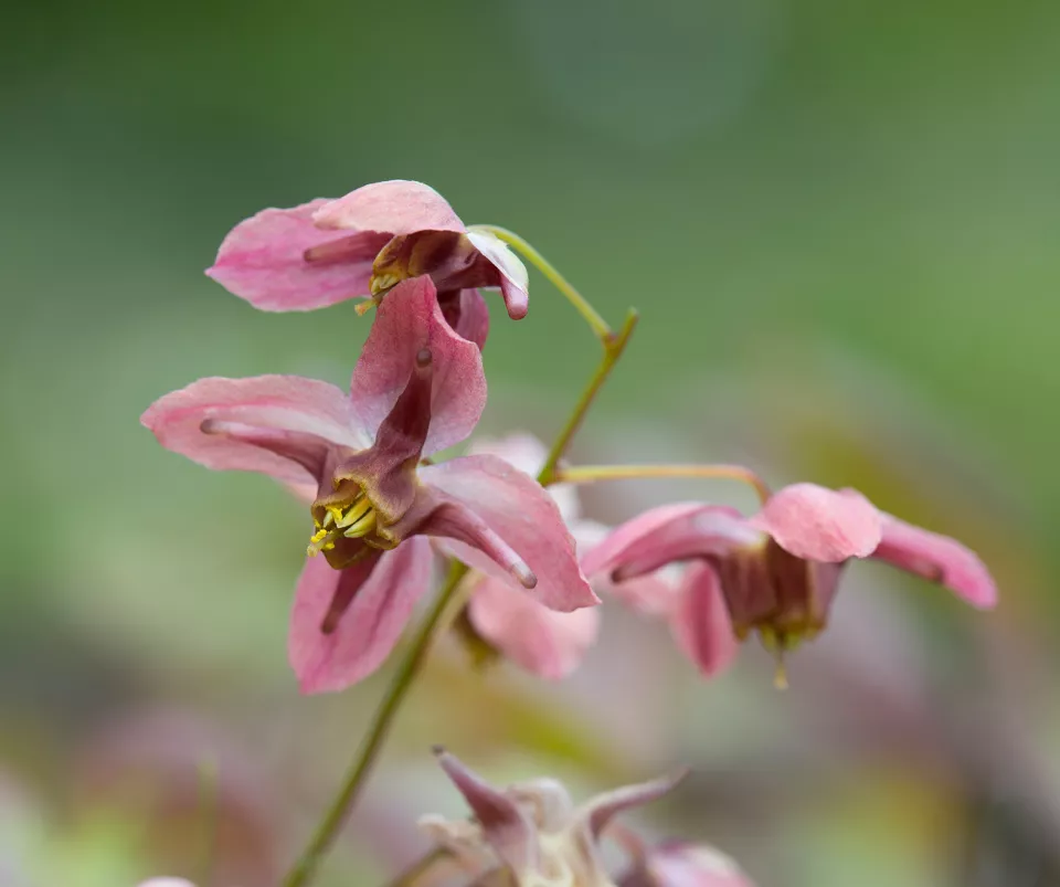 Afbeelding Epimedium grandiflorum ‘Rose Queen’