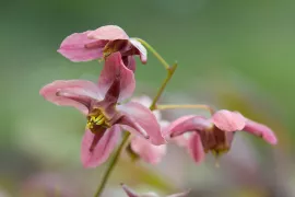 Epimedium grandiflorum ‘Rose Queen’