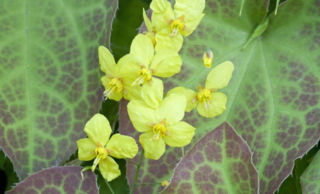 De 10 beste bodembedekkers