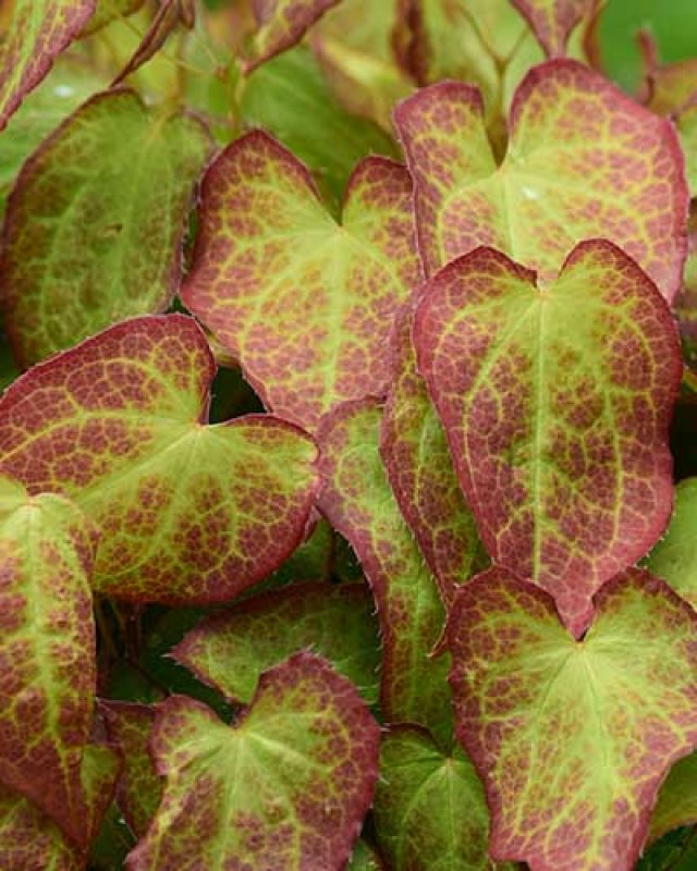 De 8 beste bladplanten voor een sfeervolle (schaduw)tuin