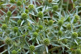 Meer bijen en vlinders in je tuin? Zaai distels