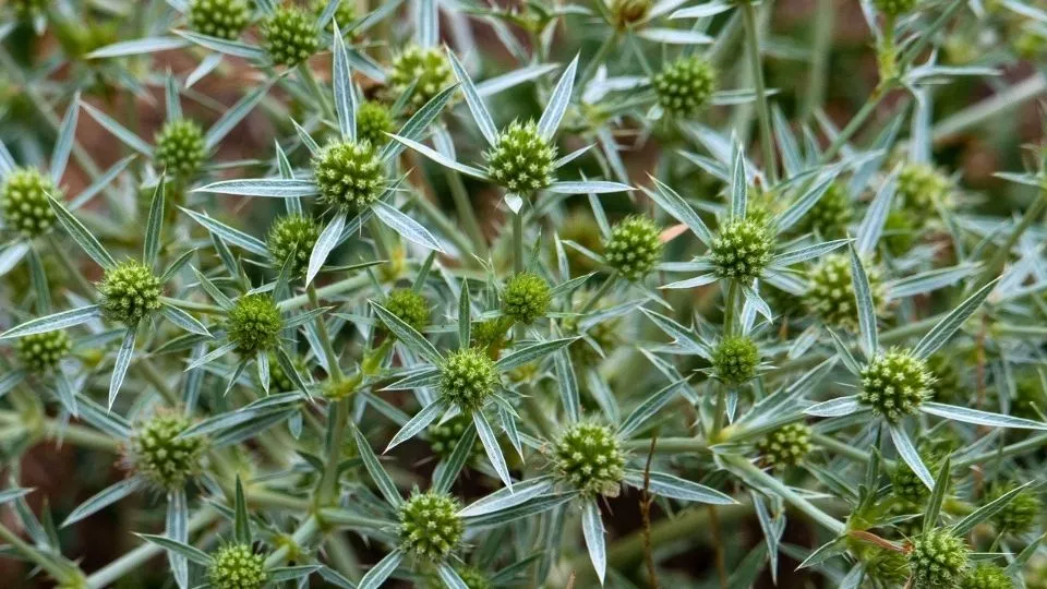 Afbeelding Meer bijen en vlinders in je tuin? Zaai distels