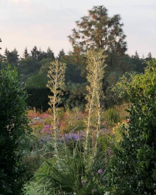 Reuzenkruisdistel: een blikvanger en krachtige bijenplant