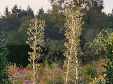 Reuzenkruisdistel: een blikvanger en krachtige bijenplant