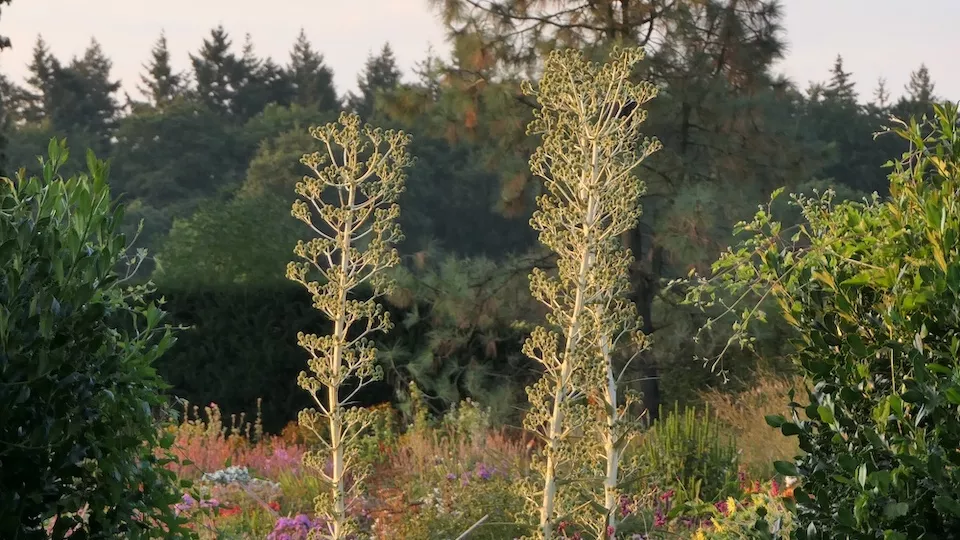 Afbeelding Reuzenkruisdistel: een blikvanger en krachtige bijenplant