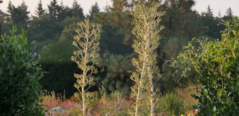 Reuzenkruisdistel: een blikvanger en krachtige bijenplant