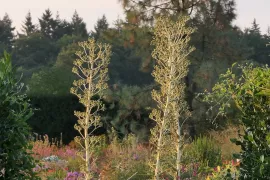 Reuzenkruisdistel: een blikvanger en krachtige bijenplant