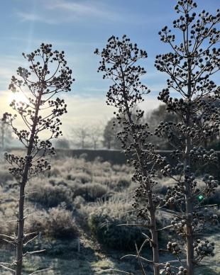 Reuzenkruisdistel: een blikvanger en krachtige bijenplant