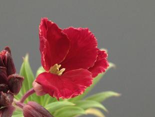 Zaden bestellen van o.a. kaardebol en muurbloem