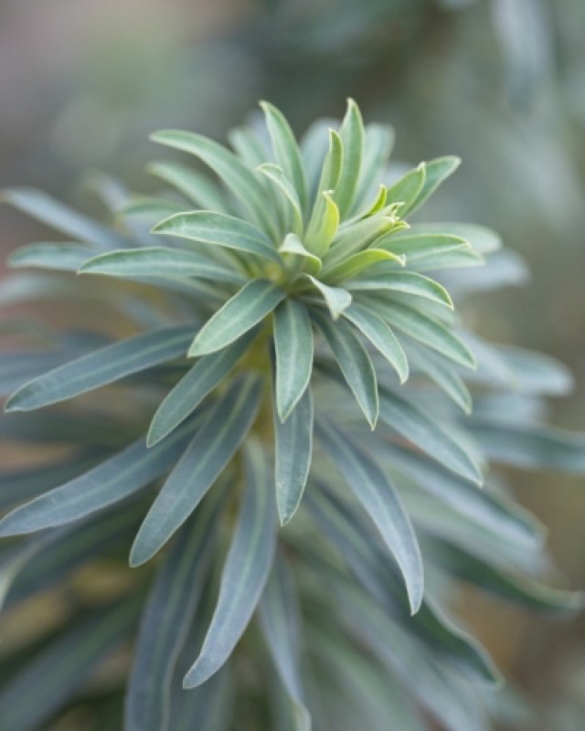 De beste planten met mooie wintersilhouetten