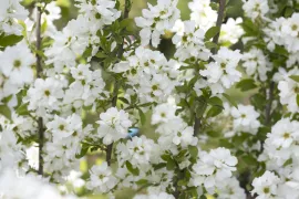 Exochorda ‘Magical Springtime’