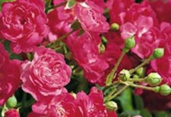 Lijst Excellence Rozen