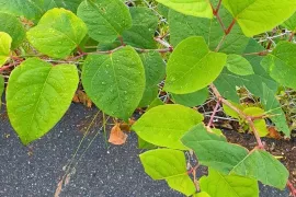 Japanse duizendknoop ontdekt? Dit moet je vooral níét doen