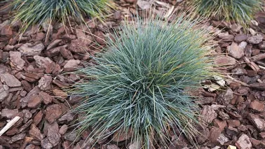 Festuca glauca