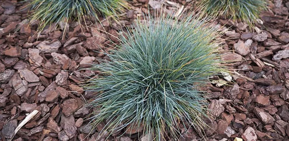 Afbeelding Festuca glauca