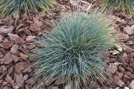 Festuca glauca