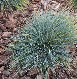 Festuca glauca