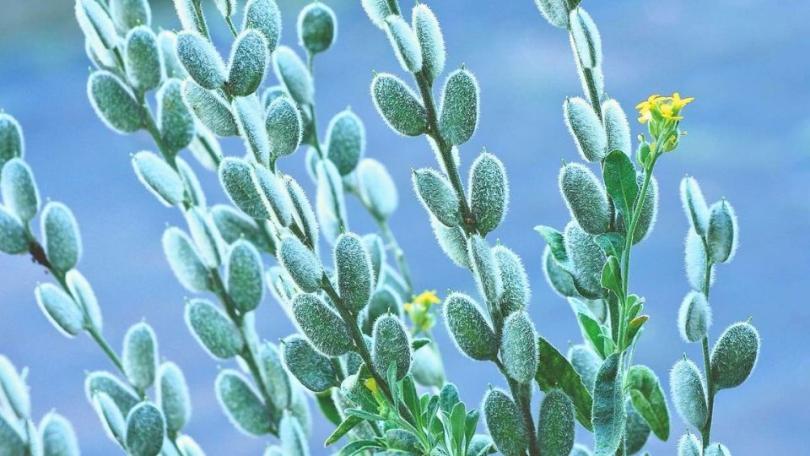 Romeinse schildjes: een plant die nog niemand kent (maar je wel zou moeten kennen)