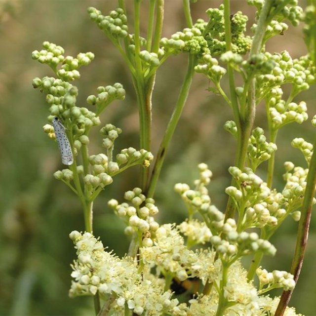 Zelf kruidenthee maken? 10 planten voor thee uit eigen tuin