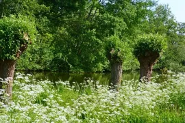 Zaaien voor een fluitenkruidgevoel: 7 schermbloemigen voor een lange zomer