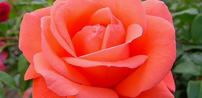 Excellence: een keurmerk voor rozen