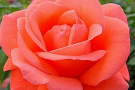 Excellence: een keurmerk voor rozen