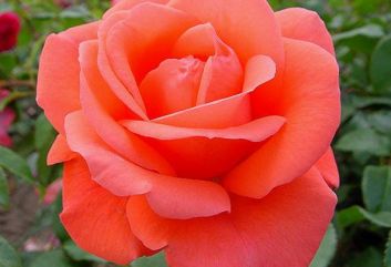 Lijst Excellence Rozen