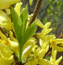 Snoeien doet groeien