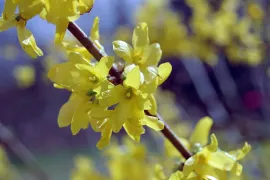 Doe mee met het Groei & Bloei testpanel