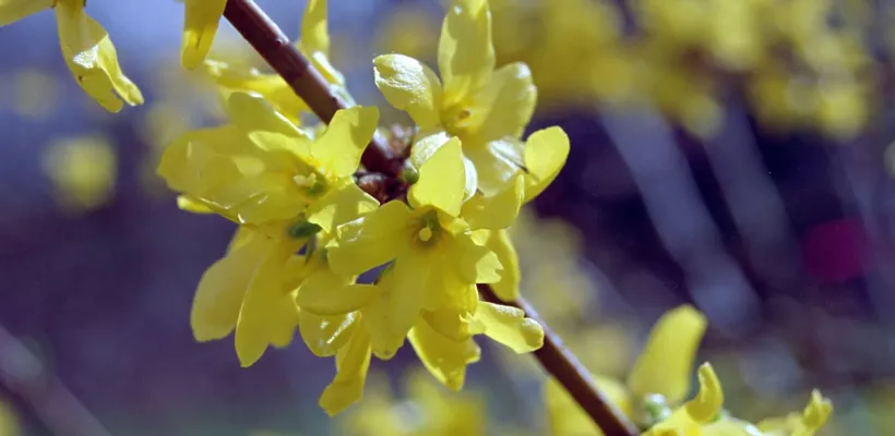 Takken in bloei trekken